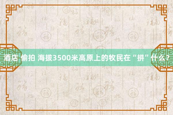 酒店 偷拍 海拔3500米高原上的牧民在“拼”什么？