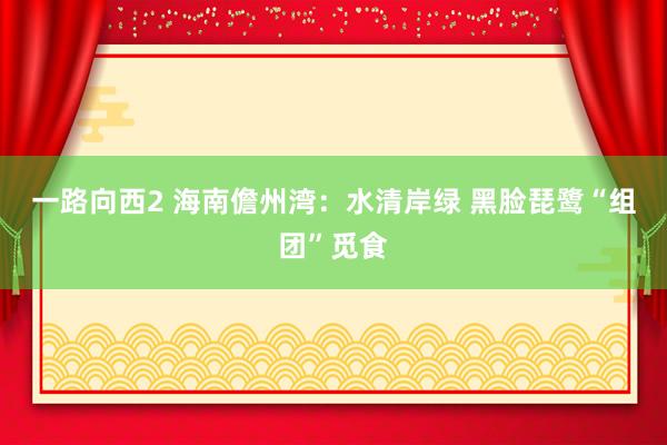 一路向西2 海南儋州湾：水清岸绿 黑脸琵鹭“组团”觅食